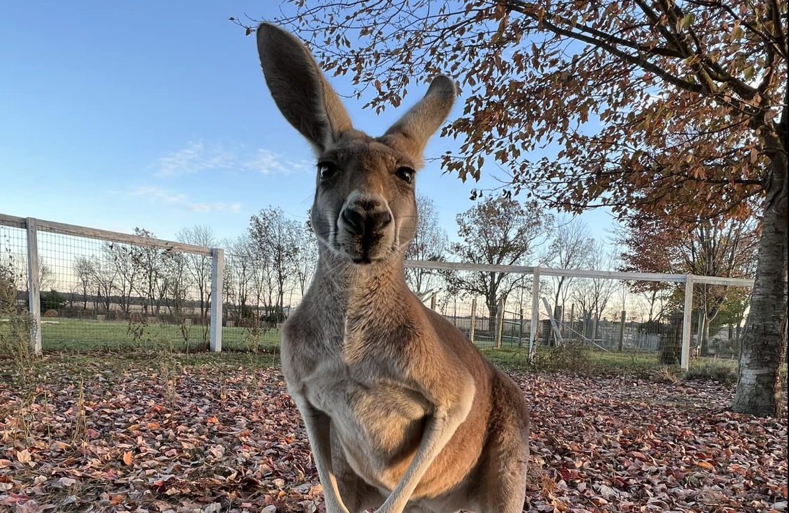 A+kangaroo.